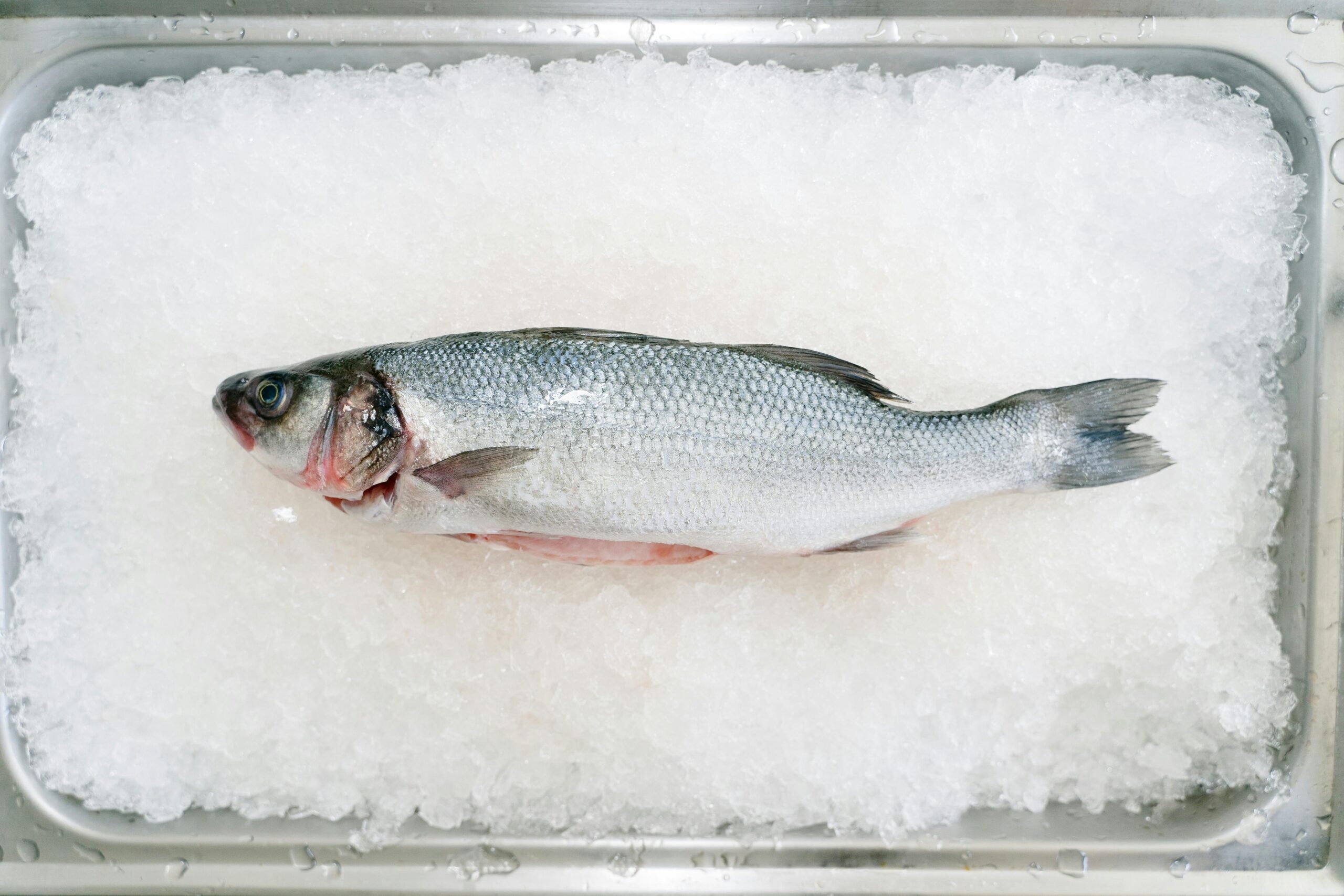 Close-up of a whole fresh fish on ice, ideal for culinary and seafood concepts.